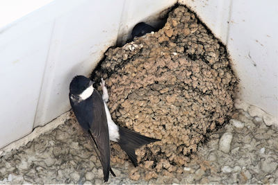 HouseMartin AndyTew 400