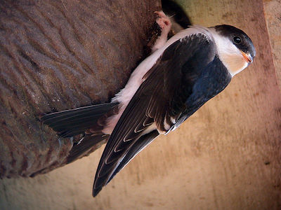 This young House Martin (with white tips to its wing feathers) has fledged from an artificial nest cup. © Colin Bates
