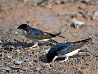 Collecting soft, sticky mud for a nest. © Edward Butler