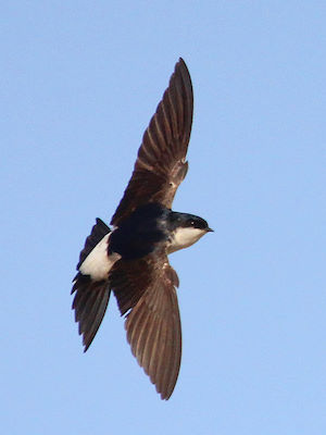 House Martins are easy to identify from above showing the distinctive the white rump © Colin Bates